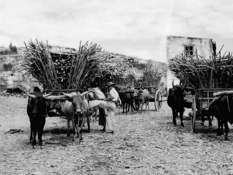 Représentation d'un village de travailleurs autour d'une sucrerie réunionnaise
