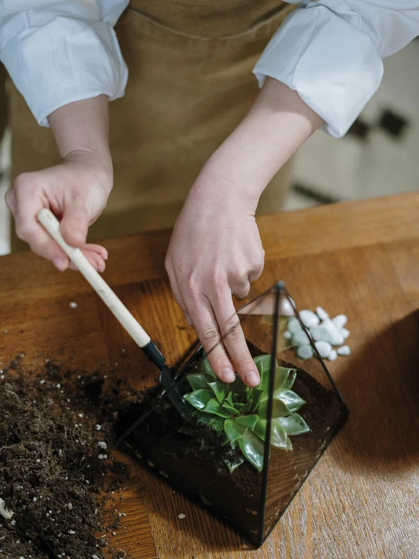 Un tsubo niwa apaisant, un petit jardin japonais d'intérieur, avec des éléments naturels comme des galets et une plante verte, invitant à la méditation.