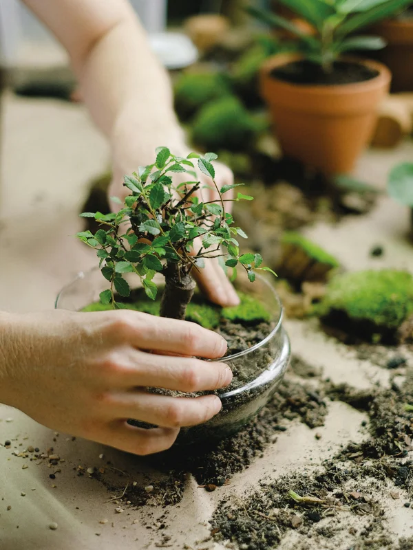 Symbolisme du jardin japonais miniature, avec une pierre représentant la stabilité et de l'eau symbolisant le mouvement dans un espace zen.