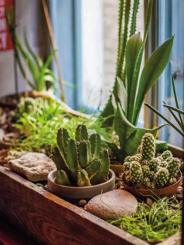Aménagement d'un tsubo niwa tropical avec des plantes résistantes comme des fougères et des bambous nains, adapté au climat de La Réunion.