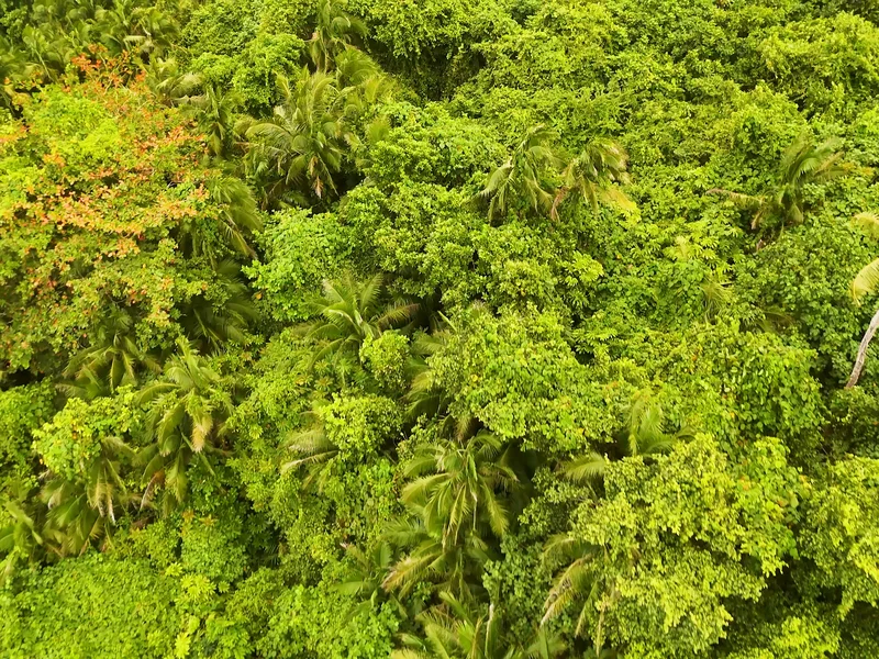 Préparation du sol pour un jardin endémique à La Réunion, ajout de compost local